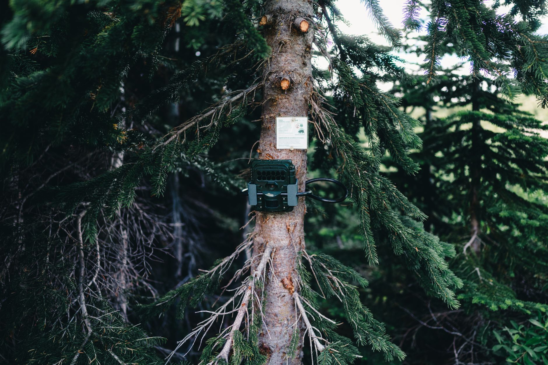 A forest camera is mounted on a tree in Jasper, Canada, surrounded by lush greenery.