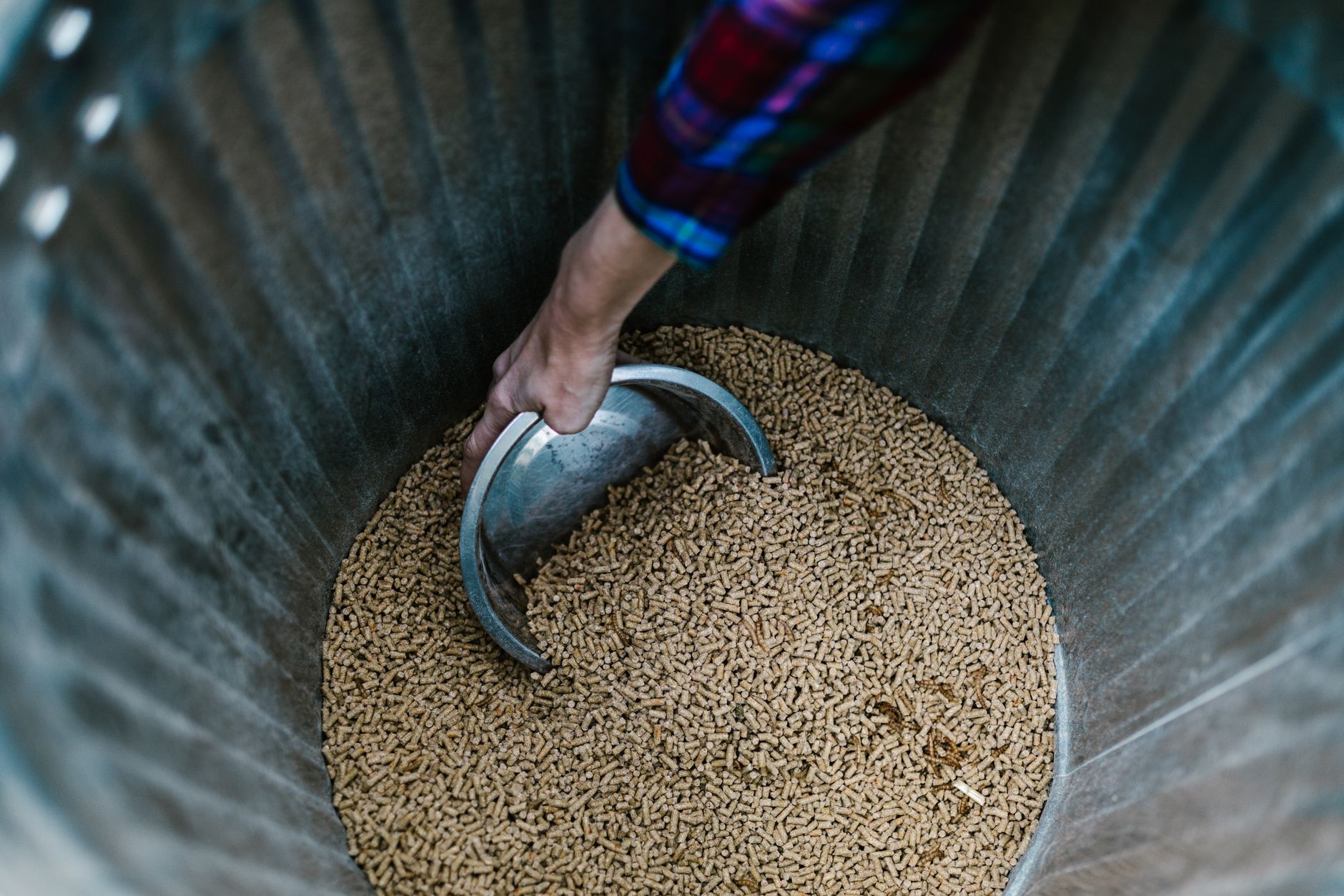Close-up of a hand using a bowl to scoop animal feed from a metal bin.